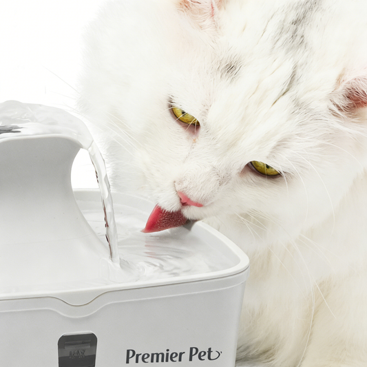 Pet Water Fountain Filtered